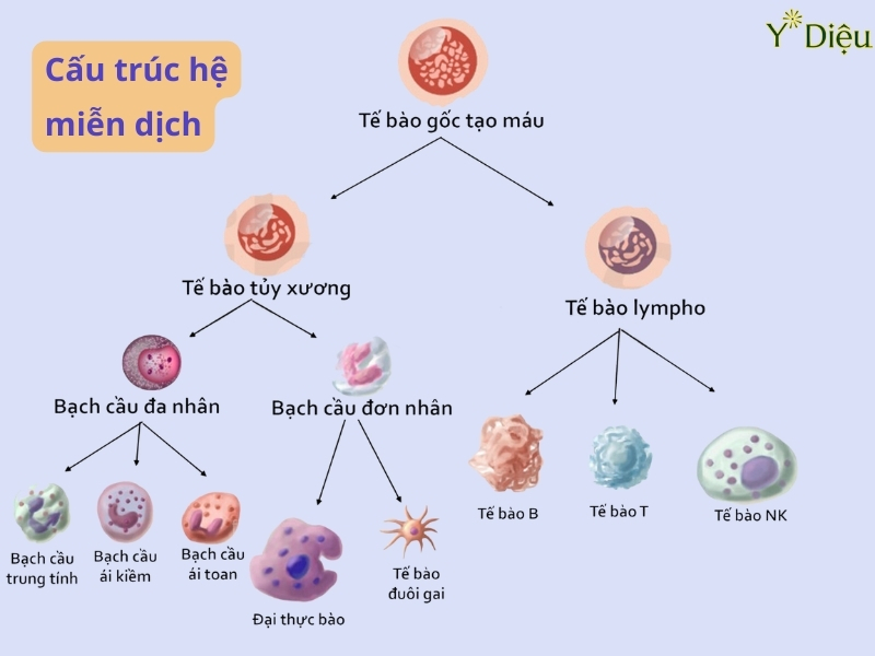 Sơ đồ cấu trúc hệ miễn dịch